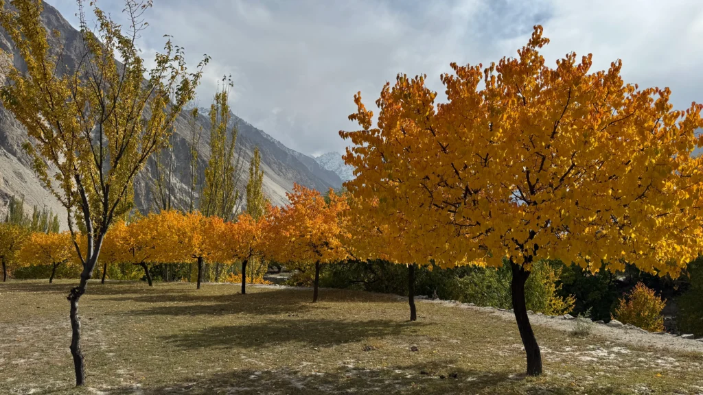 Golden autumn trees in Hunza Valley with snow-capped mountains in background, Pakistan