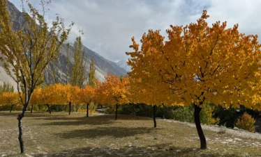 Golden autumn trees in Hunza Valley with snow-capped mountains in background, Pakistan