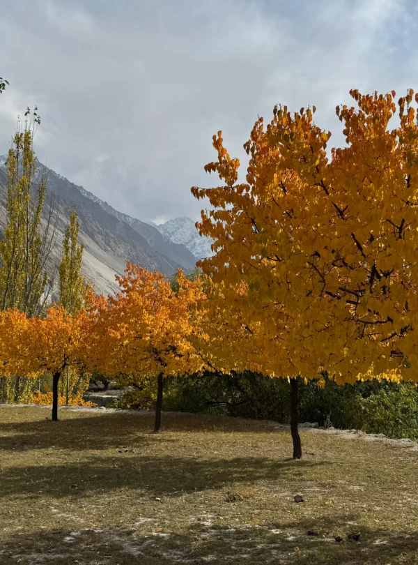 Golden autumn trees in Hunza Valley with snow-capped mountains in background, Pakistan