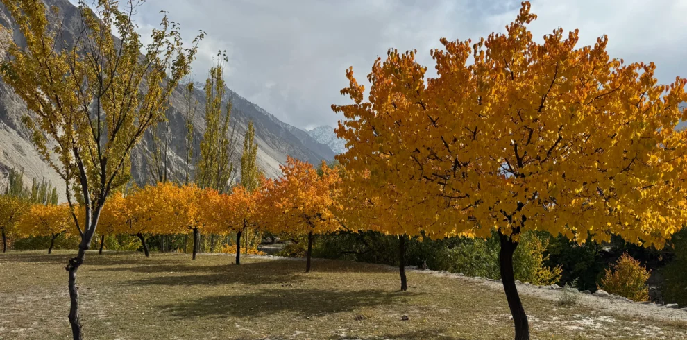 Golden autumn trees in Hunza Valley with snow-capped mountains in background, Pakistan