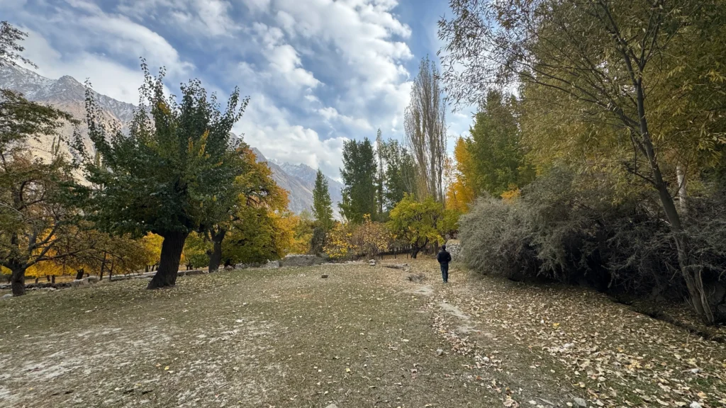 Autumn walking trail through golden poplar trees in Upper Ghizer Valley during Phander luxury expedition Pakistan